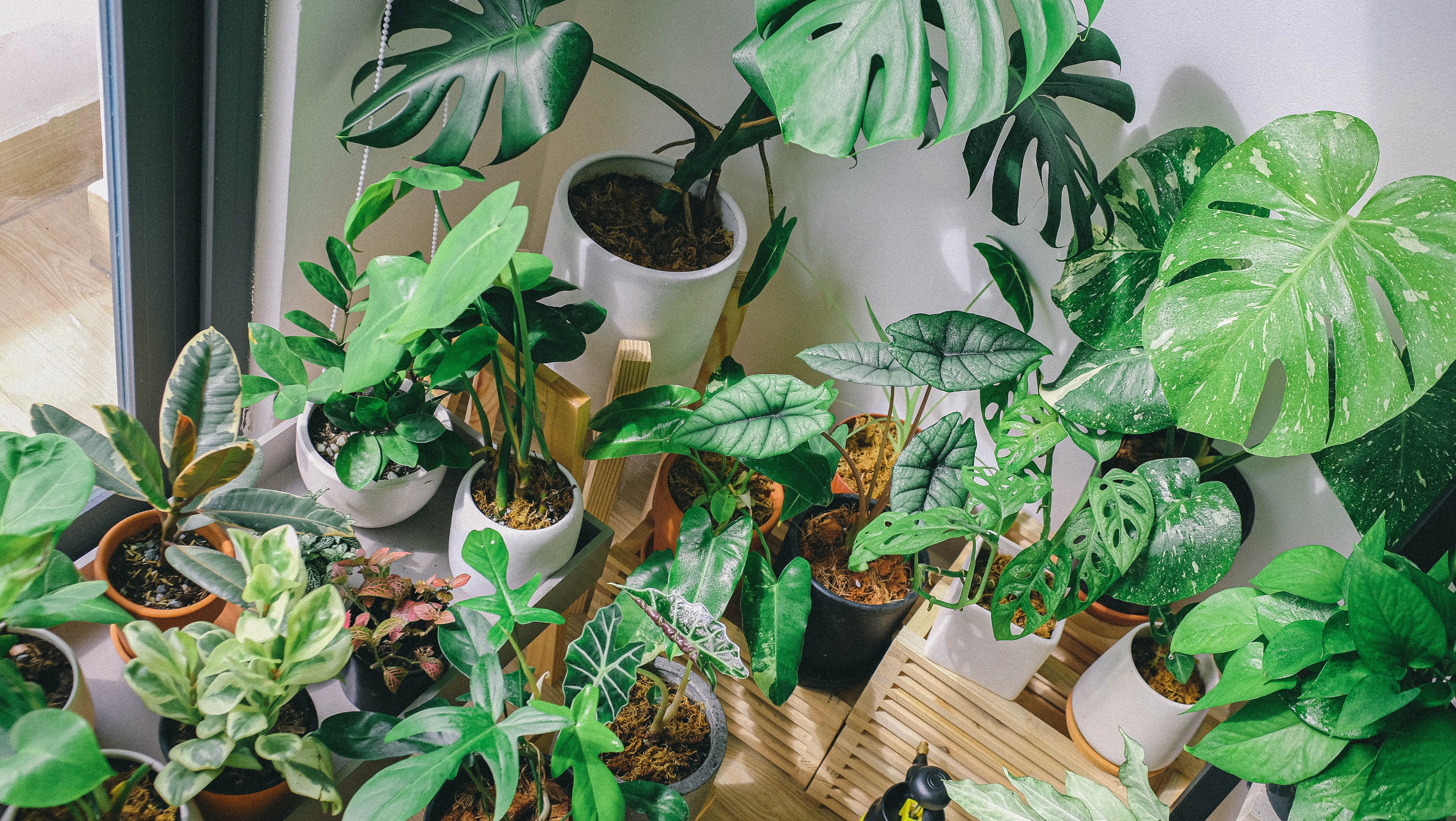 plants in apt